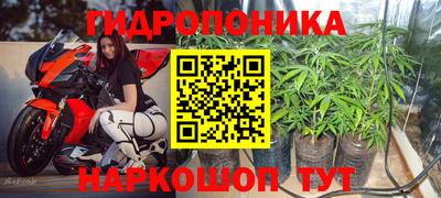 крисы Малгобек