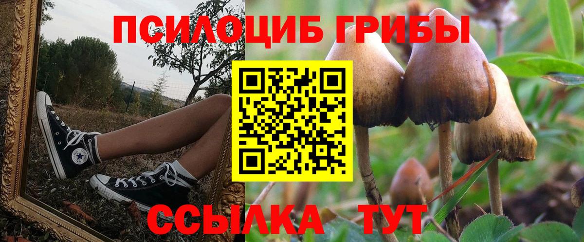 Псилоцибиновые грибы Psilocybe Дубна